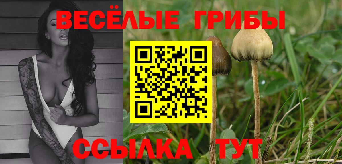 Краснокаменск  Галлюциногенные грибы Cubensis  Вход с VPN 